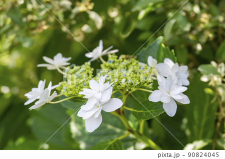ガクアジサイ「スミダノハナビ（隅田の花火）」 90824045