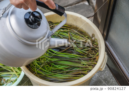 灰をかけたわらびに熱湯をかける 灰をかけたわらびに熱湯をかける 90824127