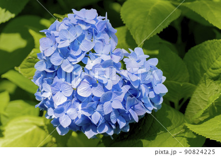 ハート型の紫陽花 ハート型の紫陽花 90824225