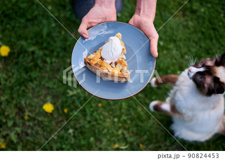 Piece of Fresh homemade Traditional Apple Pie with ice cream outdoors Piece of Fresh homemade Traditional Apple Pie with ice cream outdoors 90824453