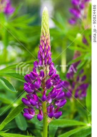 Purple lupine flower grows on a summer meadow 90824486