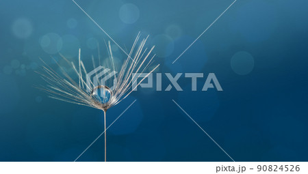 Dewdrop on a dandelion seed macro in nature. 90824526