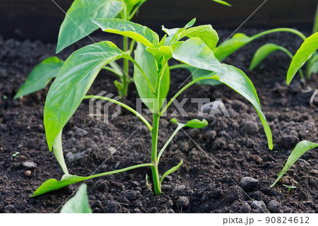 Seedlings of pepper in greenhouse. Growing of vegetables in garden 90824612