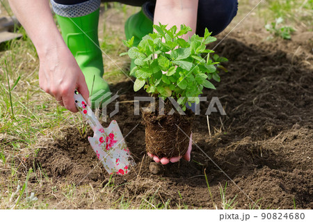 Woman repotting fresh mint in the garden 90824680