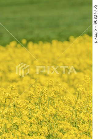春になると黄色に染まる美しい菜の花畑 90824705