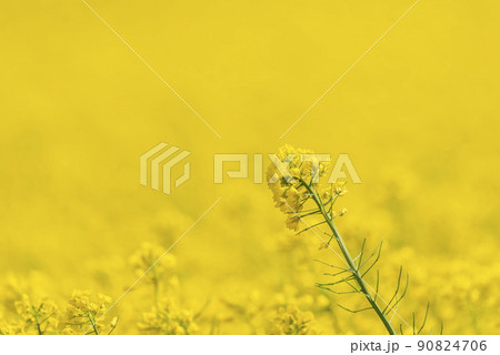 春になると黄色に染まる美しい菜の花畑 春になると黄色に染まる美しい菜の花畑 90824706