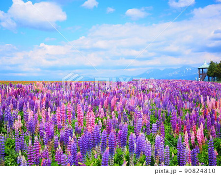 北海道の絶景 上富良野町 フラワーランドかみふらの ルピナス畑の風景 北海道の絶景 上富良野町 フラワーランドかみふらの ルピナス畑の風景 90824810