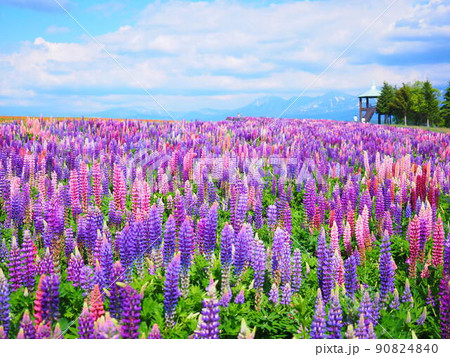 北海道の絶景 フラワーランドかみふらの ルピナス畑の風景 北海道の絶景 フラワーランドかみふらの ルピナス畑の風景 90824840