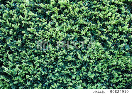 Background of sheared yew. Landscape design concept 90824910