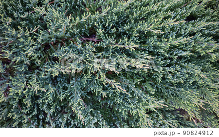 Background of blue evergreen juniper branches of Juniperus squamata Blue Carpet 90824912