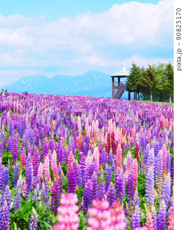 北海道の絶景 フラワーランドかみふらの ルピナス畑の風景 北海道の絶景 フラワーランドかみふらの ルピナス畑の風景 90825170
