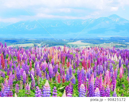 北海道の絶景 フラワーランドかみふらの ルピナス畑の風景 90825172