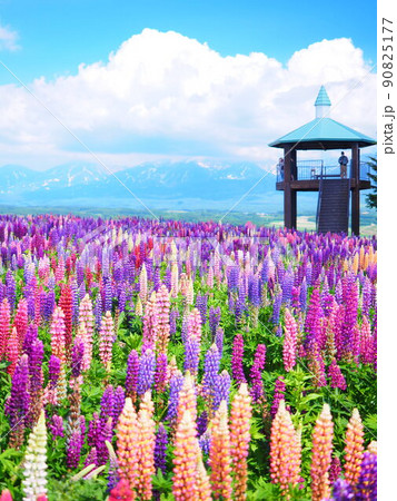 北海道の絶景 フラワーランドかみふらの ルピナス畑の風景 90825177