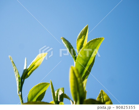 茶の木　若葉　新茶 90825355