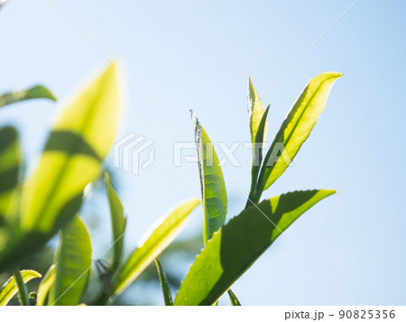 茶の木　若葉　新茶 90825356