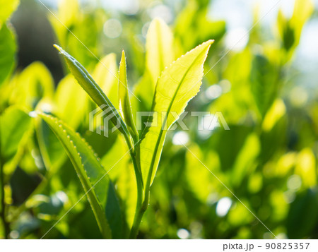 茶の木　若葉　新茶 90825357