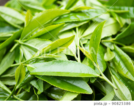 茶の木 若葉 新茶 茶の木 若葉 新茶 90825386
