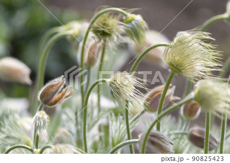 オキナグサの蕾と花 オキナグサの蕾と花 90825423