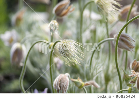 オキナグサの蕾と花 オキナグサの蕾と花 90825424