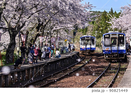 桜満開ののと鉄道さくら駅 90825449