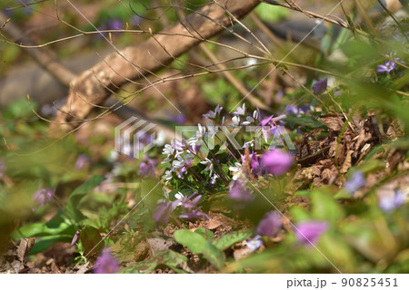 雪割草 南魚沼市六万騎山の雪割草 雪割草 南魚沼市六万騎山の雪割草 90825451
