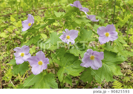 春山で咲く美しい白根葵の花 90825593
