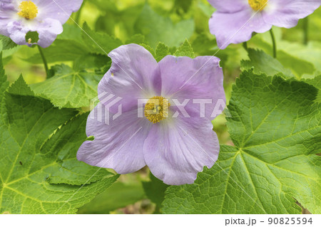 春山で咲く美しい白根葵の花 90825594