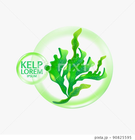 fresh Kelp seaweed salad sea food vector Illustration 90825595