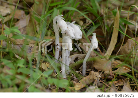 ギンリョウソウ 90825675