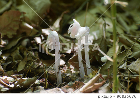 ギンリョウソウ 90825676