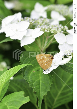初夏の身近な公園で見られるオレンジ色のかわいらしいチョウ、アカシジミと白いアジサイ 90825703