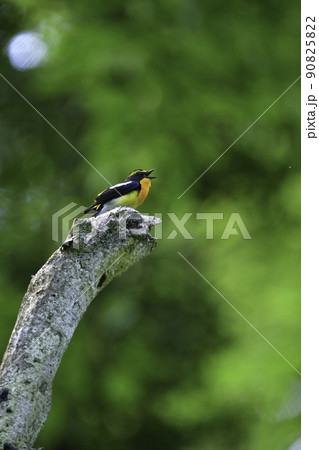 初夏の軽井沢等の高原の森で見られる黄色とオレンジ黒が鮮やかで美しい小鳥キビタキ 90825822