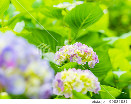 梅雨時期の景色　美しいアジサイ　赤系統 90825881