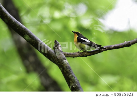早朝の軽井沢等の高原の森で美しい声でさえずる黄色、オレンジ、黒の鮮やかな小鳥キビタキ 早朝の軽井沢等の高原の森で美しい声でさえずる黄色、オレンジ、黒の鮮やかな小鳥キビタキ 90825923