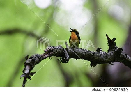 早朝の軽井沢等の高原の森で美しい声でさえずる黄色、オレンジ、黒の鮮やかな小鳥キビタキ 90825930