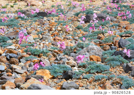 高山植物の女王　コマクサの群落 90826528