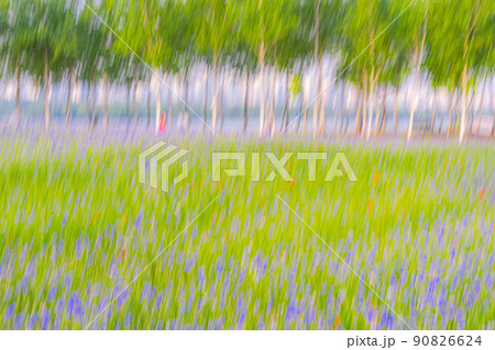 公園 風景 木 90826624