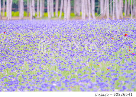 ヤグルマギク 漢江市民公園 春 90826641