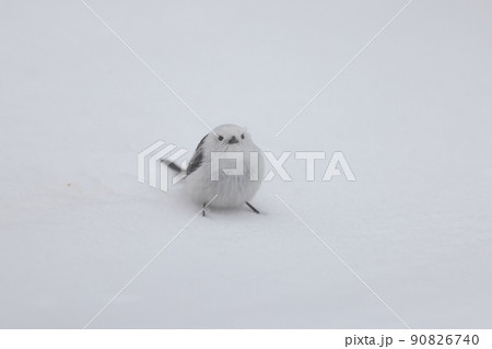 地上に降りたシマエナガ 90826740