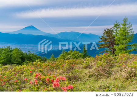 【山梨県】甘利山のレンゲツツジと富士山 90827072