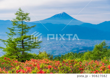 【山梨県】甘利山のレンゲツツジと富士山 【山梨県】甘利山のレンゲツツジと富士山 90827082