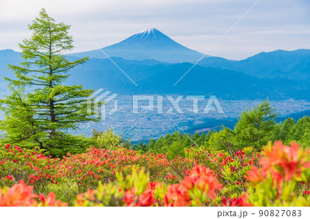 【山梨県】甘利山のレンゲツツジと富士山 90827083