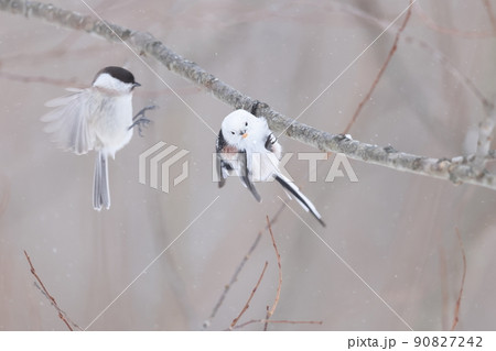 枝にぶら下がって餌を食べるシマエナガ 枝にぶら下がって餌を食べるシマエナガ 90827242