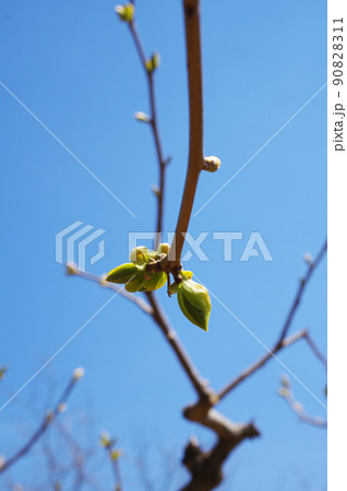 柿の木の新芽 柿の木の新芽 90828311
