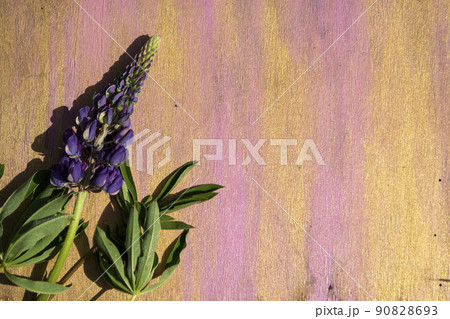 Blue lupins on a light wooden background of pink color close-up. 90828693