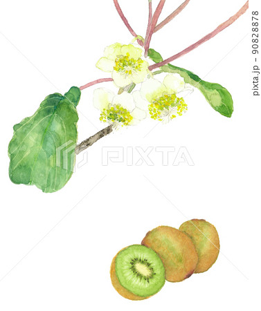 グリーンキウイの花と実のセット 【手描き水彩画】白バック 透過背景 コピースペースあり グリーンキウイの花と実のセット 【手描き水彩画】白バック 透過背景 コピースペースあり 90828878