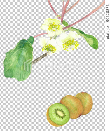 グリーンキウイの花と実のセット 【手描き水彩画】白バック 透過背景 コピースペースあり グリーンキウイの花と実のセット 【手描き水彩画】白バック 透過背景 コピースペースあり 90828878