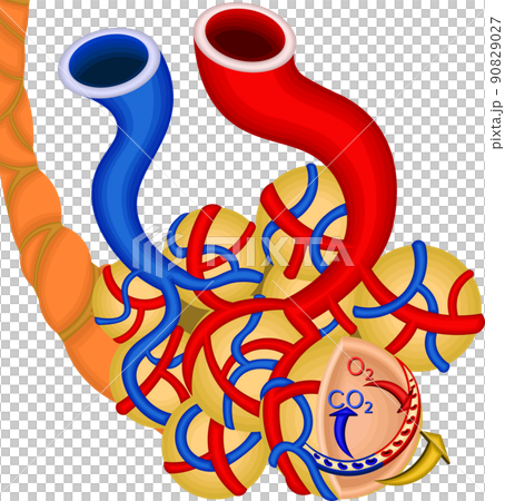 肺氣體交換機製圖 90829027