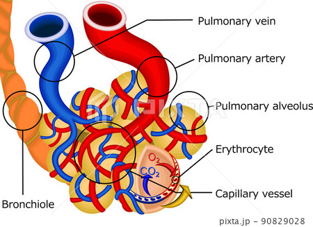 肺　ガス交換　仕組み　イラスト　英語 90829028