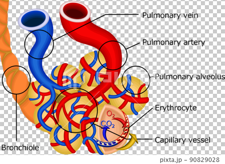 肺　ガス交換　仕組み　イラスト　英語 90829028